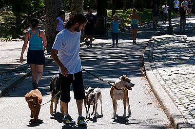 Dog Walker