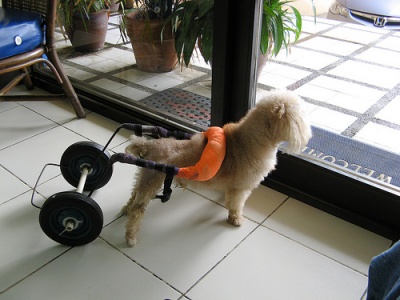 Dog Wheelchair