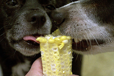 Dogs Eating Corn