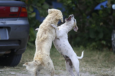 why do dogs fight with each other