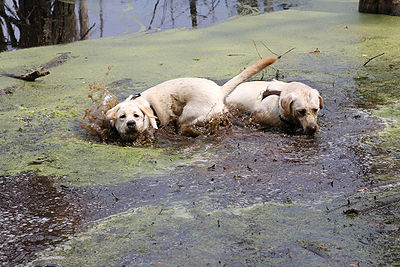 Dogs Mud