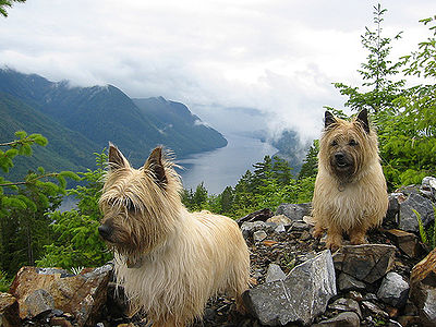 Dogs in Nature