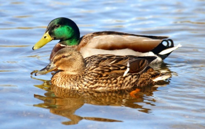 Duck Feeding Why Not To Feed Wild Ducks The Pet Wiki,Chameleon Pet Cute