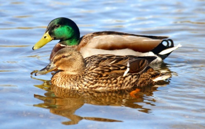 Wild Duck