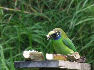 Emeral Toucanet