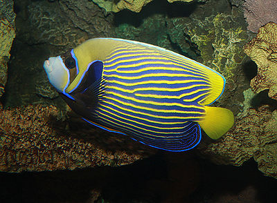 Emperor Angelfish