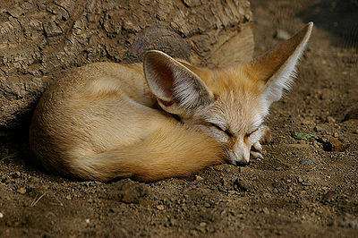 Fennec Fox