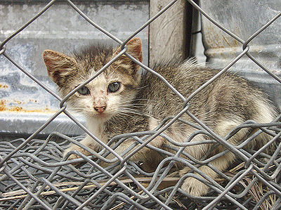 Feral Kitten