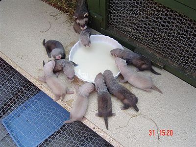 Ferrets Eating