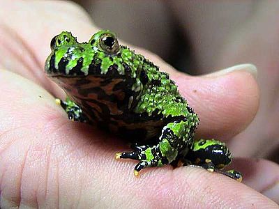 Fire Belly Toad