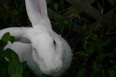 Flemish Giant Rabbit.jpg