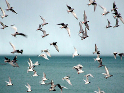 Flock of Birds