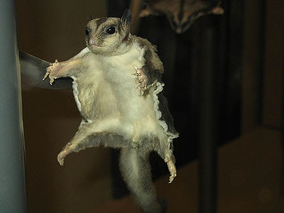 Flying Squirrels - The Pet Wiki