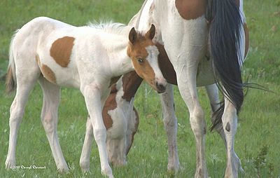 Foal