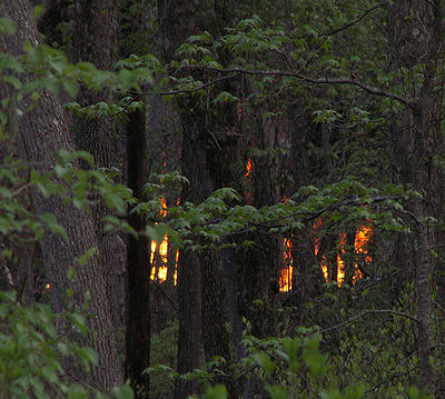 Forest Fire