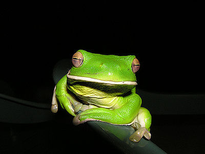 Frog