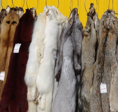 Animal Cruelty and Fur - The Pet Wiki