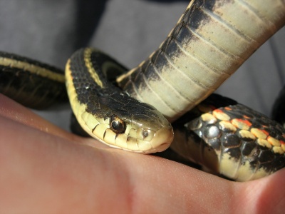 Garter Snake