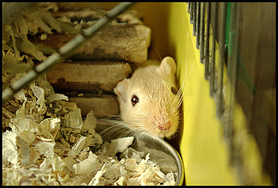 Gerbil Cage