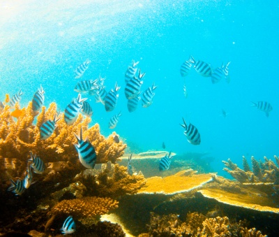 Great Barrier Reef