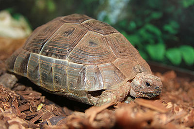 Greek Tortoise