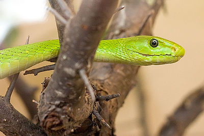 Green Mamba