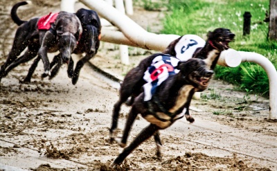 Greyhound Race