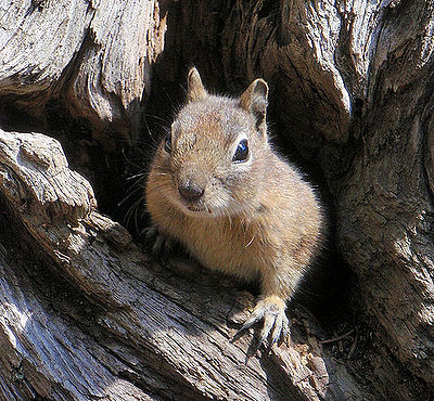 Ground Squirrel