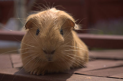 Guinea Pig