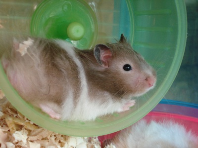 Hamster