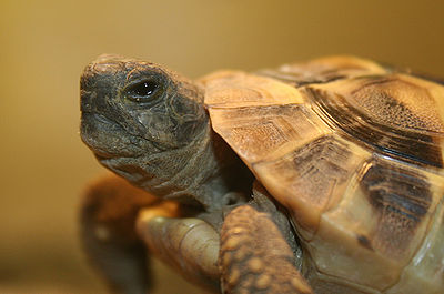 Hermann's Tortoise