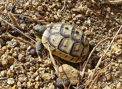 Hermann's Tortoise