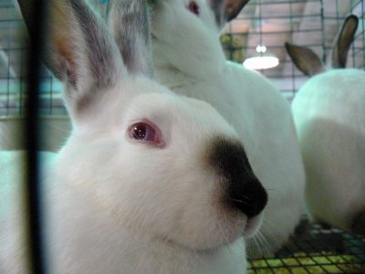 himalayan rabbit