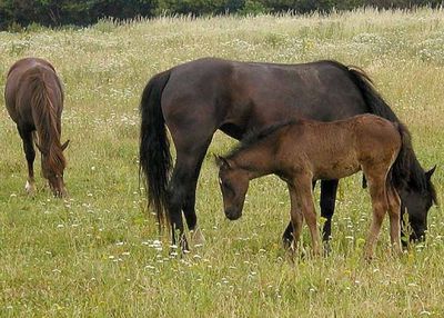 Horses