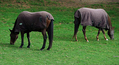 Horse Blanket