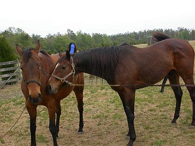 Horse Breeding