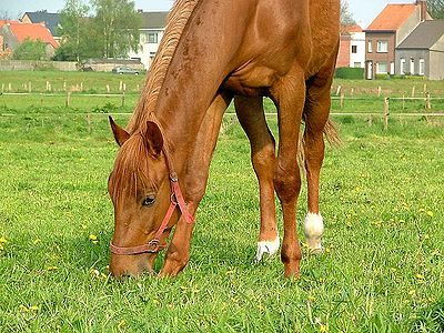 Horse Eating