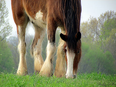 Horse Eating in the Spring