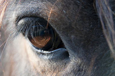 Horse Eye