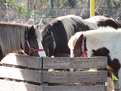 Horse Feed