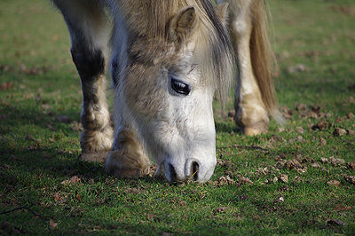 Horse Grazing