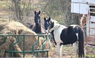 Horse Hay