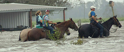 Horses in a Hurricane