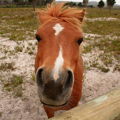 Horse Nose