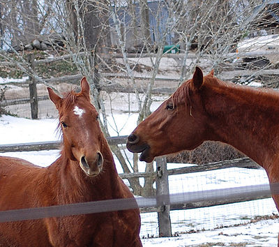 Horse Talk