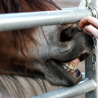 Horse Teeth