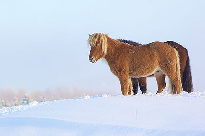 Winter Horse