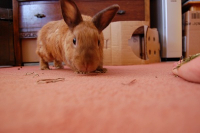 House Rabbit