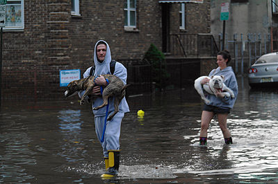 Hurricane Sandy Dogs