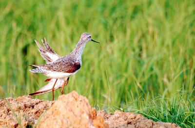 Injured Bird